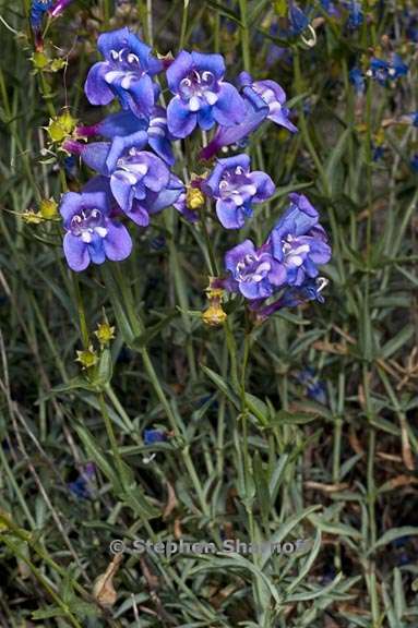 penstemon azureus var azureus 2 graphic